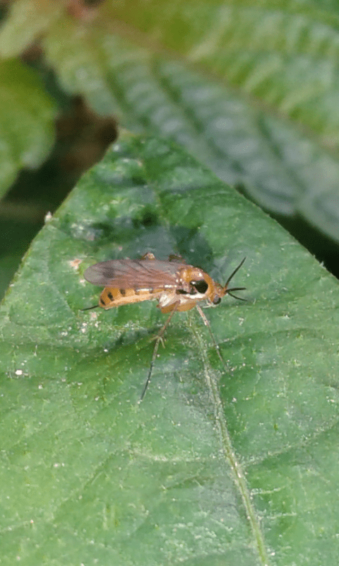 Mycetophilidae : Leia sp.? S, cfr. Leia fontana